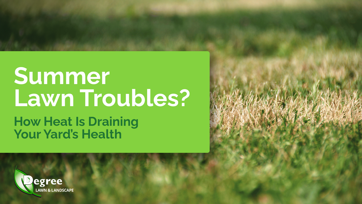 Summer Lawn Troubles? How Heat Is Draining Your Yard’s Health